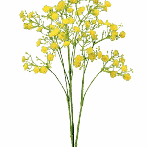 GYPSOPHILA AMARILLA ALTO 70 CM