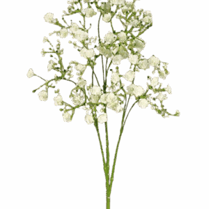 GYPSOPHILA BLANCA ALTO 70 CM