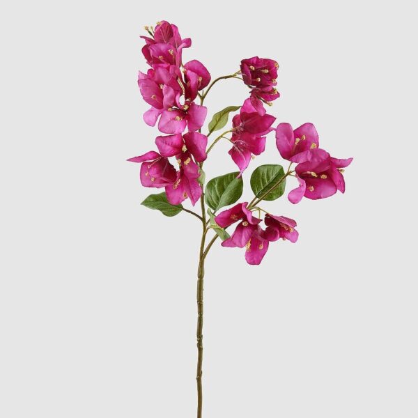 foto bouganvilla