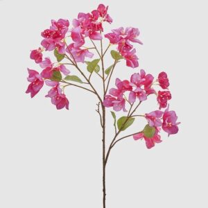 buganvilla fucsia
