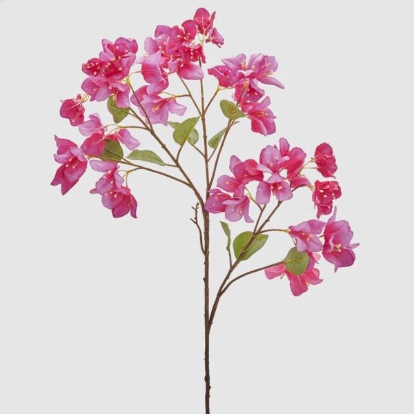 buganvilla fucsia