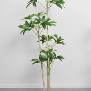 SCHEFFLERA CON MACETA NEGRA DE PLÁSTICO ALTO 150 CM PLANTA ART