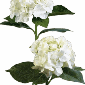 HORTENSIA BLANCA 54 CM