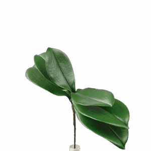 Hoja de orquidea