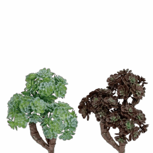 SEDUM SEDIFORME TRIPLE VERDE/GRANATE ALTO 20 CM