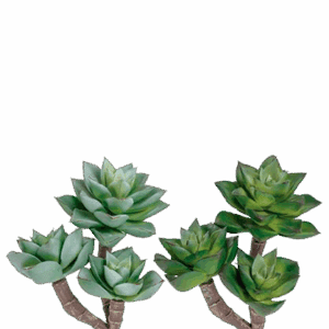 SEMPERVIVUM TRIPLE VERDE ALTO 20 CM