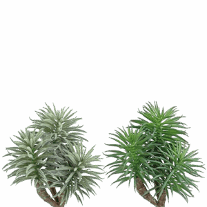 SEDUM FORSTERIANUM CON 3 RAMAS VERDE ALTO 21 CM