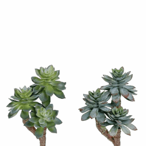 AEONIUM CASTELLO CON 3 RAMAS VERDE ALTO 18 CM
