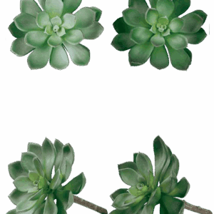 AEONIUM HAWORTHII VERDE ALTO 17 CM PLANTA ARTIFICIAL