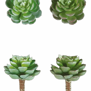 ECHEVERIA VERDE ALTO 11 CM
