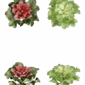 ECHEVERIA verde y roja