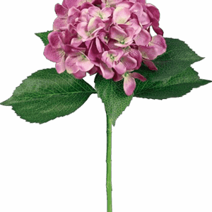 HORTENSIA ROSA-MORADA 54 CM