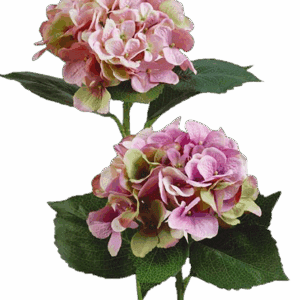 HORTENSIA ROSA-AMARILLA 54 CM
