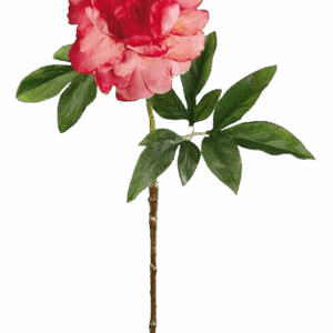 PEONIA CORAL 57 CM