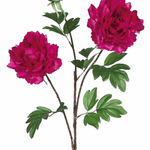 PEONIA DOBLE FUCSIA ALTO 70 CM
