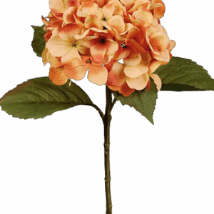 HORTENSIA AUTUMN NARANJA 53 CM
