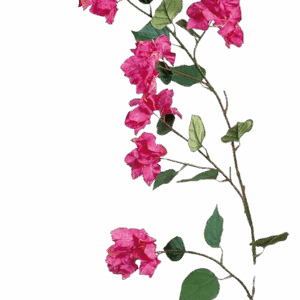 BUGANVILLA FUCSIA 120 CM