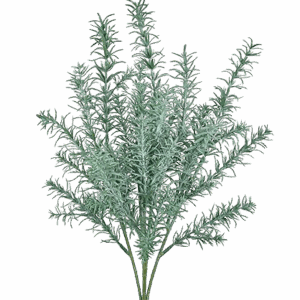 Romero verde gris