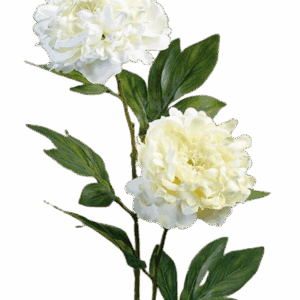 PEONIA DOBLE BLANCA ALTO 70 CM
