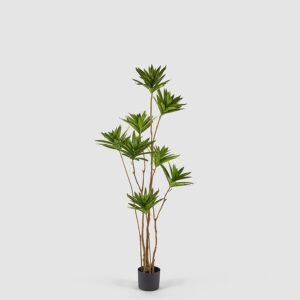 foto yucca