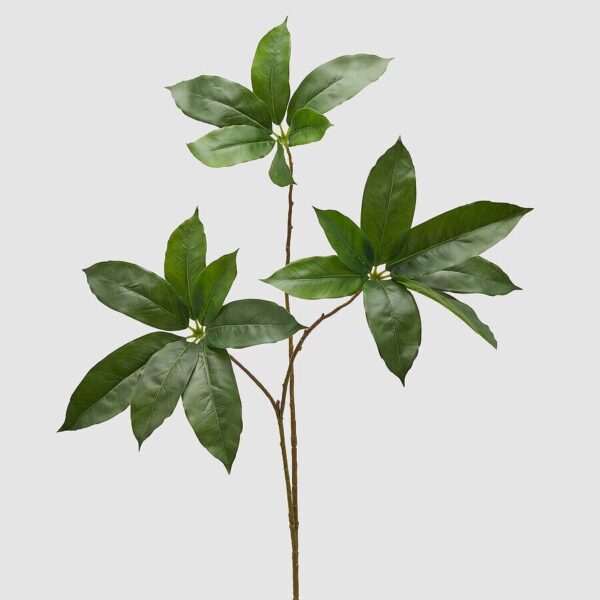 pachira verde