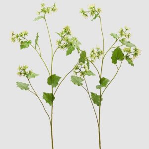 foto alchemilla
