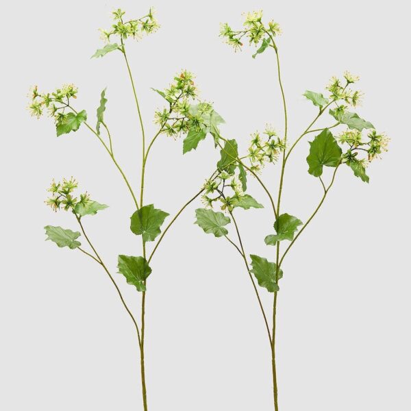 foto alchemilla