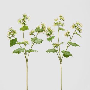 foto alchemilla