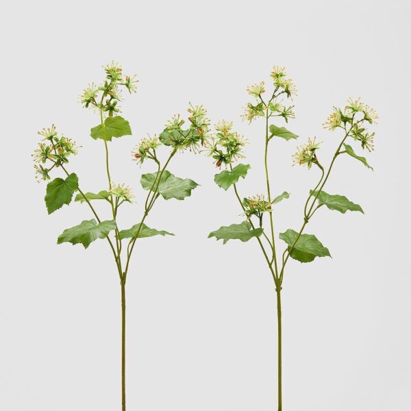 foto alchemilla
