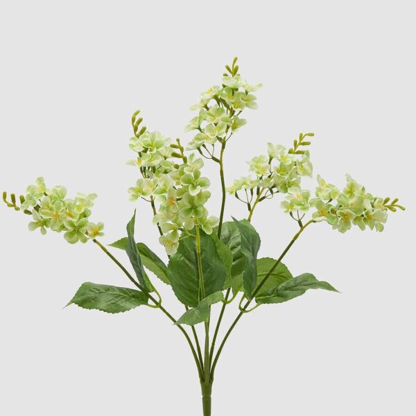 foto lilas