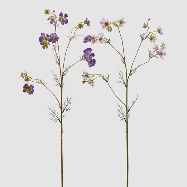 foto cosmos morado
