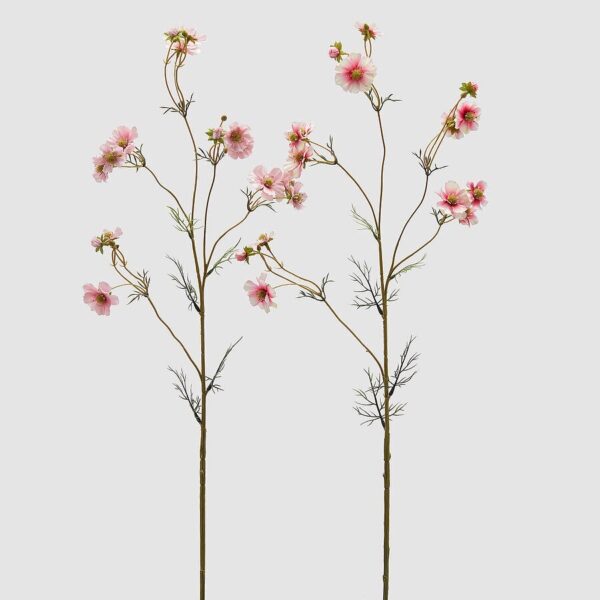 foto cosmos rosa