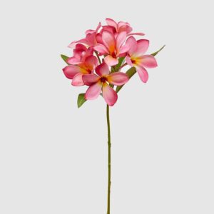 foto frangipani rosa fuerte