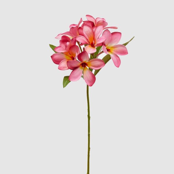 foto frangipani rosa fuerte