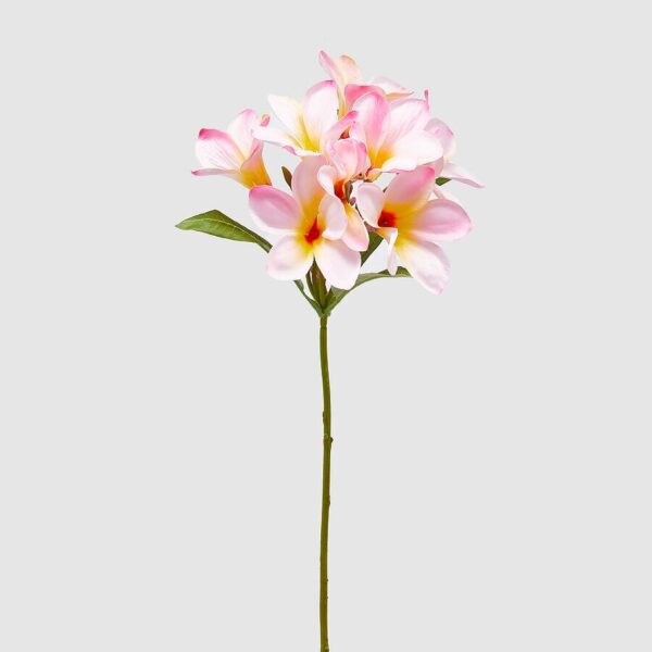 foto fragipani rosa