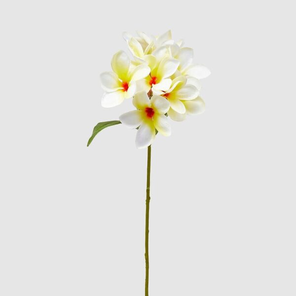 foto frangipani blanco