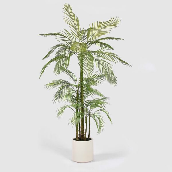 areca 170 cm