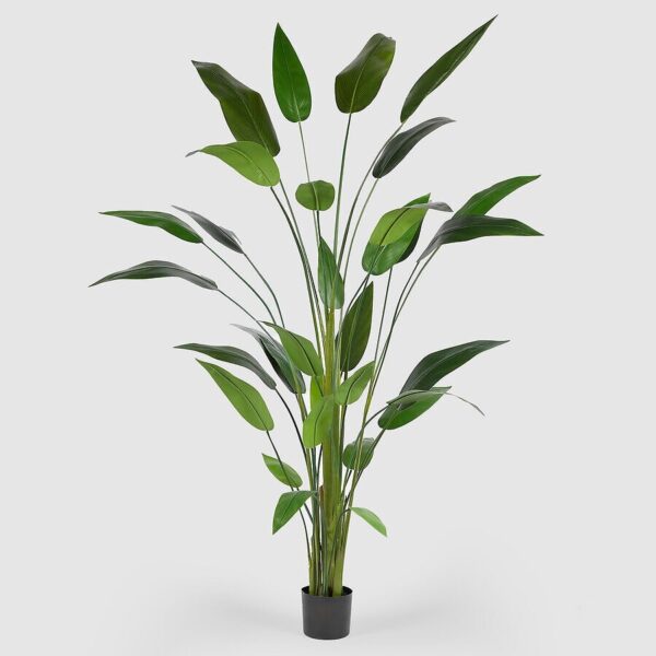 foto strelitzia