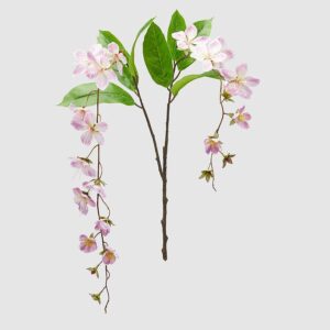 foto clematis