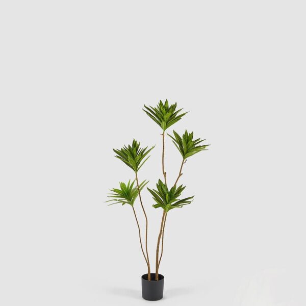 foto yucca