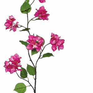 BUGANVILLA FUCSIA CLARA 120 CM