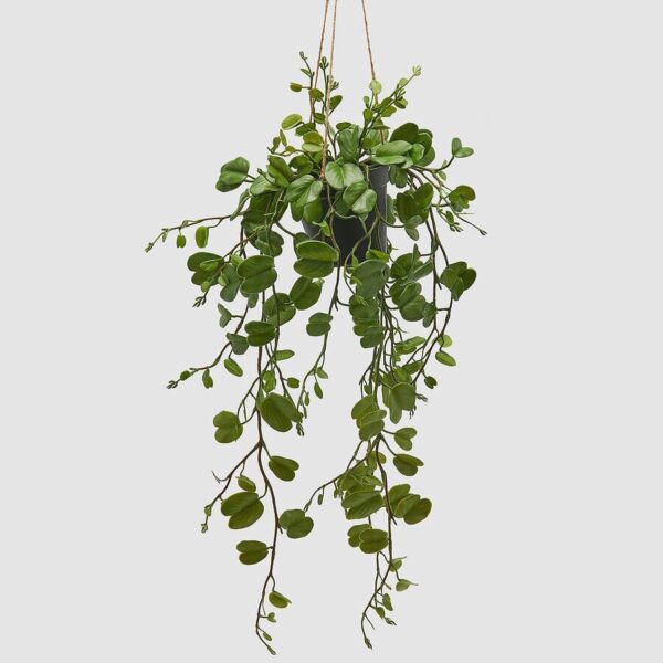 planta bauhinia con maceta mediana