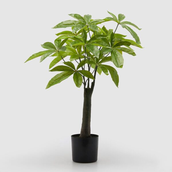 planta pachira con maceta