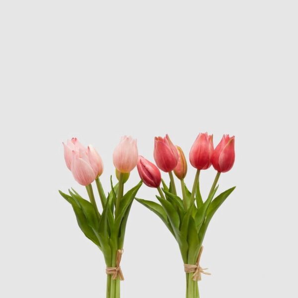 foto tulipanes