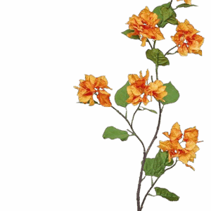 BUGANVILLA OCRE-NARANJA 120 CM