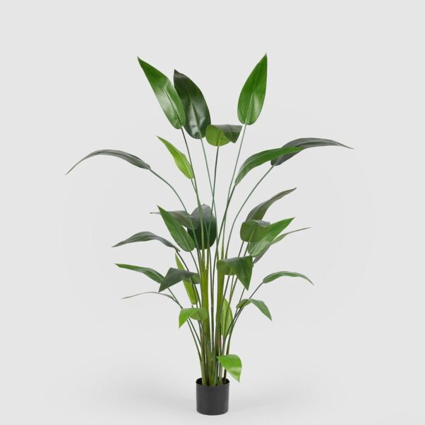 foto strelitzia