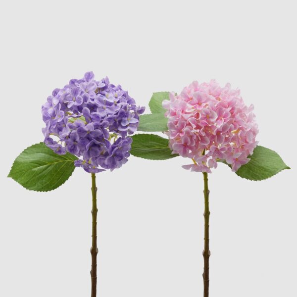 foto hortensia