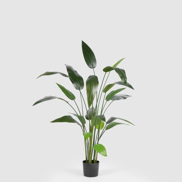 foto strelitzia