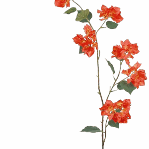 BUGANVILLA NARANJA 120 CM