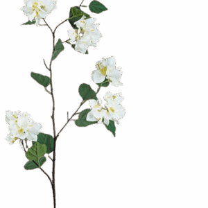 BUGANVILLA CRUDA 120 CM